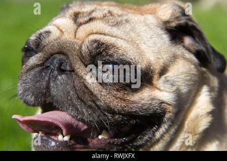 Mops Hund im heißen Sommer Tag Stockfoto