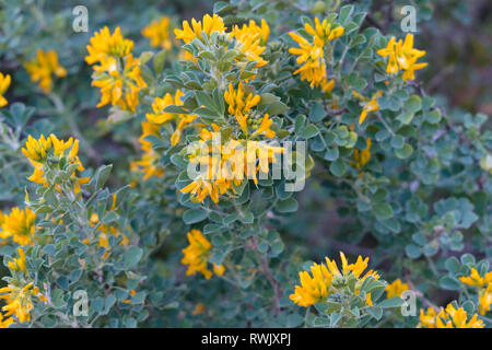 Medicago Arborea (Mond Kleeblatt, Strauch medick, Luzerne) Stockfoto