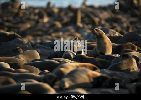 Eine Dichtung aalt sich in der Goldenen morgen Licht am Cape Cross Seal Kolonie an der Skelettküste, Namibia. Stockfoto