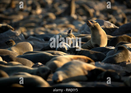 Eine Dichtung aalt sich in der Goldenen morgen Licht am Cape Cross Seal Kolonie an der Skelettküste, Namibia. Stockfoto