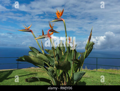 Strelitzia - Bird of paradise flower, auf Madeira Schuß Stockfoto