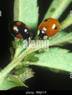 Farbe Varianten von 2-Punkt Marienkäfer (Adalia bipunctata) preying auf rose Blattläuse Stockfoto