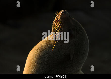 Eine Dichtung aalt sich in der Goldenen morgen Licht am Cape Cross Seal Kolonie an der Skelettküste, Namibia. Stockfoto