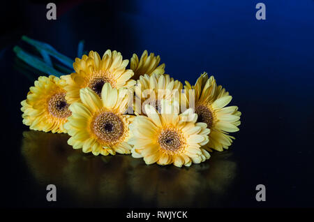 Gruppe der gelbe Gerbera Blumen auf dunklem Hintergrund Stockfoto