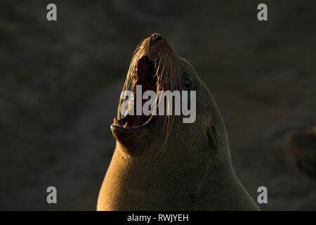 Eine Dichtung aalt sich in der Goldenen morgen Licht am Cape Cross Seal Kolonie an der Skelettküste, Namibia. Stockfoto