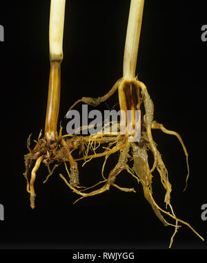 Nehmen - alle, Gaeumannomyces graminis, Stamm und Wurzel Infektion in Weizen Anlage Stockfoto