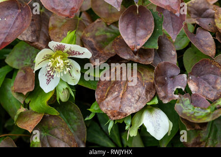 Nahaufnahme eines weiß gefleckten Helleborus, der im Februar in Großbritannien in einem englischen Garten durch braune Blätter guckt Stockfoto