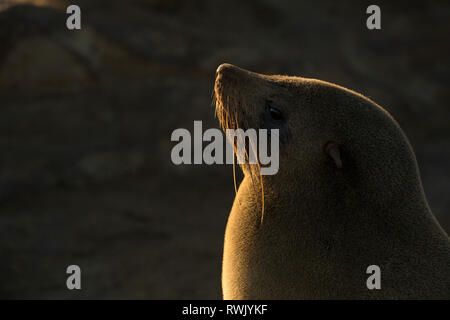 Eine Dichtung aalt sich in der Goldenen morgen Licht am Cape Cross Seal Kolonie an der Skelettküste, Namibia. Stockfoto