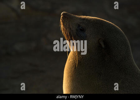 Ein Cape Fell Dichtung Aalen in der Sonne bei Cape Cross an der Skelettküste Namibias, South West Afrika. Stockfoto