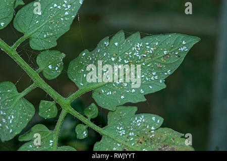 Gewächshaus weiße Fliege (Trialeurodes vaporariorum) Waagen, Puppen und Erwachsene auf eine Tomate, Blatt, September Stockfoto