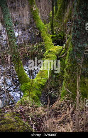 Moss deckt Baumstämme in sumpfigen Wäldern an ein Naturschutzgebiet in der Nähe von Leighton Moss Silverdale Lancashire England Vereinigtes Königreich Großbritannien Stockfoto