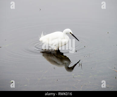 Eine schöne kleine Reiher Fütterung in einem flachen See in der Nähe von Leighton Moss Silverdale Lancashire England Vereinigtes Königreich Großbritannien Stockfoto