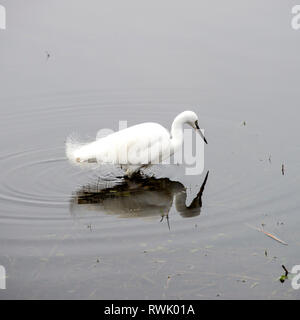 Eine schöne kleine Reiher Fütterung in einem flachen See in der Nähe von Leighton Moss Silverdale Lancashire England Vereinigtes Königreich Großbritannien Stockfoto