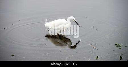 Eine schöne kleine Reiher Fütterung in einem flachen See in der Nähe von Leighton Moss Silverdale Lancashire England Vereinigtes Königreich Großbritannien Stockfoto