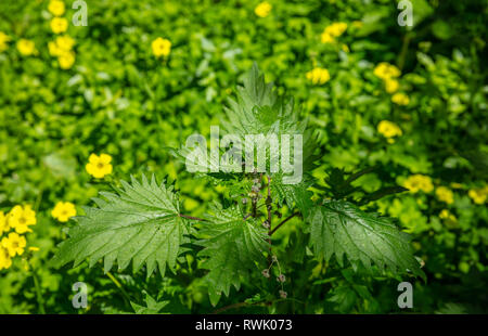 Urtica dioica, gemeinsame oder Brennessel Hintergrund. Frisches Grün Nessel im Frühling, alternative Medizin, gesunde Kraut, Detailansicht Stockfoto