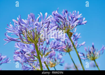 Ansicht in der Nähe der blauen Lilie - Agapanthus Beurre - an einem sonnigen wolkenlosen Tag gegen den blauen Himmel Stockfoto