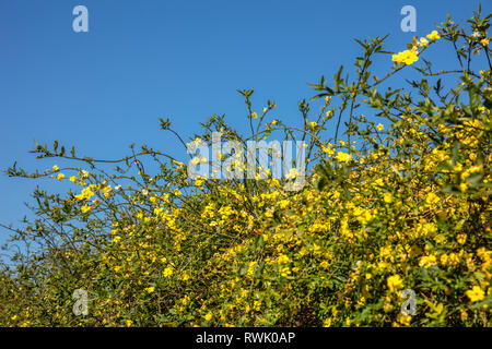 Frühling, Ostern. Gelbe Blüten Pflanzen Hecke auf klaren, blauen Himmel Hintergrund, kopieren Raum Stockfoto