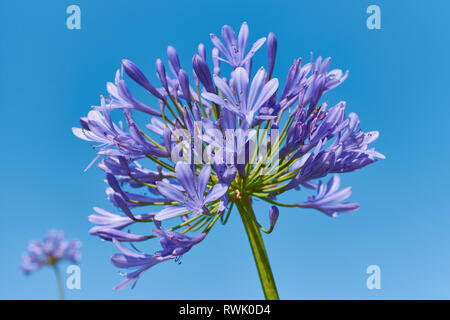 Ansicht in der Nähe der blauen Lilie - Agapanthus Beurre - an einem sonnigen wolkenlosen Tag gegen den blauen Himmel Stockfoto