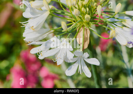 Makro Farbe Bild der Weißen in Afrika Agapanthus - Beurre Albus - im hellen Sonnenlicht - Arctic star Stockfoto