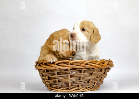 % Wochen alten Wurf von Working Cocker Spaniels in einem Korb posing Stockfoto