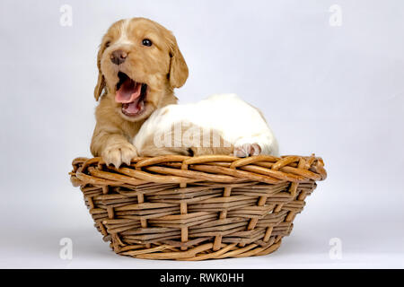 % Wochen alten Wurf von Working Cocker Spaniels in einem Korb posing Stockfoto