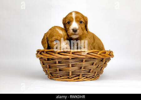 % Wochen alten Wurf von Working Cocker Spaniels in einem Korb posing Stockfoto
