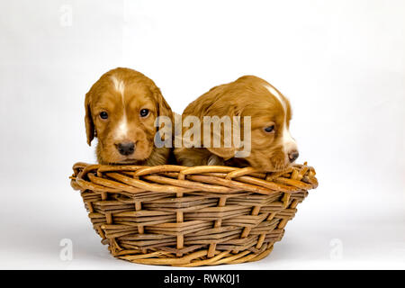 % Wochen alten Wurf von Working Cocker Spaniels in einem Korb posing Stockfoto