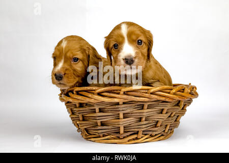 % Wochen alten Wurf von Working Cocker Spaniels in einem Korb posing Stockfoto