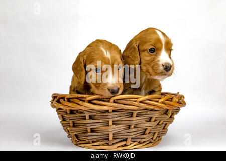 % Wochen alten Wurf von Working Cocker Spaniels in einem Korb posing Stockfoto