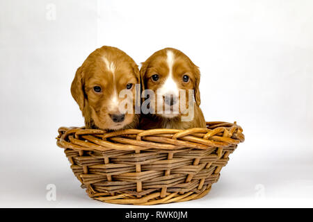 % Wochen alten Wurf von Working Cocker Spaniels in einem Korb posing Stockfoto