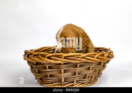 % Wochen alten Wurf von Working Cocker Spaniels in einem Korb posing Stockfoto