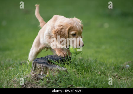 % Wochen alten Wurf von Working Cocker Spaniels in einem Korb posing Stockfoto