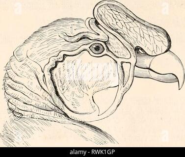 Encyclopédie d'histoire naturelle; ou EncyclopÃ©sterben, "Traité d'Histoire Naturelle, OE, TraitÃ© complet de cette Wissenschaft d'Après-ski les Travaux des naturalistes les plus Ã © minents de tous les pays et de toutes les Ã©poques: Buffon, Daubenton, LacÃ © pÃ¨de, G.Cuvier, F. Cuvier, Geoffroy Saint-Hilaire, Latreille, De Jussieu, Brongniart, etc. etc. encyclopdiedhi 01 chen Jahr: [1850?-1861?] 34 Histoire Naturelle. DEUXIÃME FAMILLE. - SARCORAMPIIINES. Les Oiseaux de cette Famille ont Le Bec allongÃ © et trÃ¨s-Hacken, Fort peu Ã©levÃ©, Presque membra - Neux, recouvert de cire dans les deux Premiers Tiers de sa Stockfoto