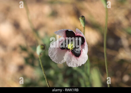 Nahaufnahme einer rosa Mohn am Ende des Winters, den verschwommenen Hintergrund entspricht dem Feld, wo es gefunden wurde. Stockfoto