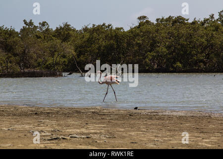 Einem einzigen wilden amerikanischen Flamingo im Mangrovenwald in Lac Bay im südlichen Teil der tropischen Insel Bonaire in der Karibik Stockfoto