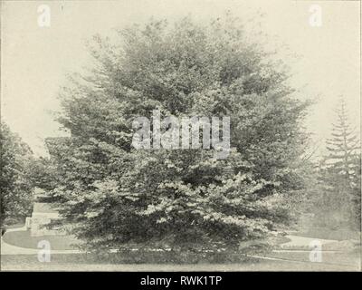 Ellwanger & Barry Mount Ellwanger & Barry: Mount Hope Baumschulen ellwangerbarrymo 1901 moun Jahr: 1901 GEXERAL KATALOG. 49 Fagus s. var. purpurea Riversii. Rivers' glatte Endivie Lila Buche. B. diese Vielfalt, die wir von Herrn Flüsse beschafft werden, unterscheidet sich von der gewöhnlichen Lila-leaved Buche durch ihre kompakte symmetrische Gewohnheit des Wachstums, und purpurrot Laub in den frühen Frühling, Wechsel zu einem dunklen lila im Sommer. Die fittesten aller lila Laubbäume. $ 1. 50. var. purpurea rosea Napi. Rose - Breitrandig lila-leaved Buche. Eine reizvolle Vielfalt der Lila-leaved Buche, -^ Ith schöne Rose - Margi Stockfoto