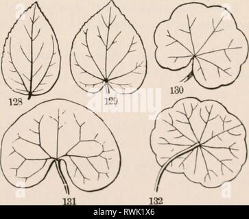 Die Elemente der Botanik für die Elemente der Botanik für Anfänger und für Schulen elementsofbotany 00 grau Jahr: 1887 zu einem neugierig die footstalk ist an der unteren Fläche, statt die Basis, und daher ist Natu-Fio. 121, oblanceolate; 122, Spatelförmig; 123, verkehrt eiförmig; Ami 124. keilförmig, Feder- Geädert, verlässt. Abb. 125, 126, auriculate ragittate;; und 127 halberd-förmigen oder hastate verlässt. Grippe. 12 S-132. Verschiedene Formen der Strahlen-Geäderte Blätter. Stockfoto