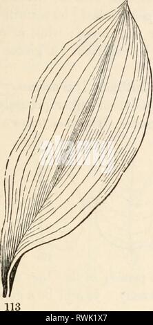 Die Elemente der Botanik für die Elemente der Botanik für Anfänger und für Schulen elementsofbotany 00 grayuoft Jahr: [1887] 7.] normale Blätter. 51 geädert, - Begriffe, die es bequem ist zu verwenden, obwohl diese "Nerven" und "Adern" alle die gleiche Sache sind, und haben keine Ähnlichkeit mit den Nerven und wenig, um die Venen von Tieren. 129. Verrechnet - Geäderte Blätter gehören zu Pflanzen, ein paar Samen, Blätter oder Keimblätter, wie die Ahorn (Abb. 20, 24,), Buche (Abb. 33), und Stockfoto