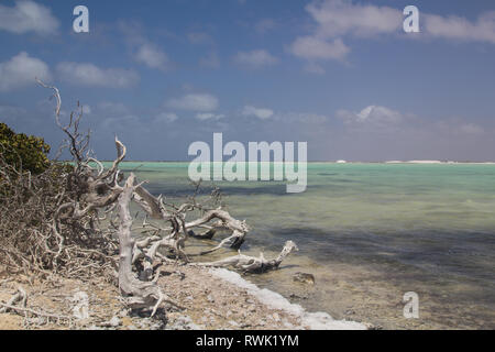 Totes Holz eines Bush vor einer Salzhaltigen pan, Blue Panorama, in der Nähe der Transportband der Salt Pier auf Bonaire Stockfoto