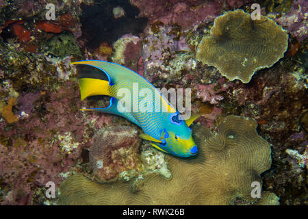 Queen Angel Fish Roaming die Fransen Korallenriff rund um die tropische Insel Bonaire in der Karibik Stockfoto