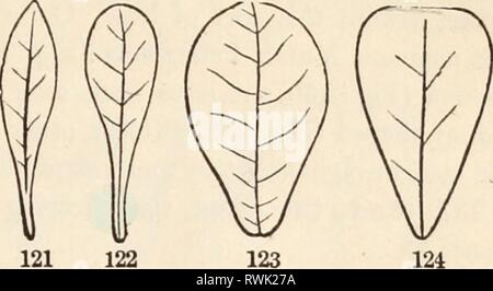 Die Elemente der Botanik für die Elemente der Botanik für Anfänger und für Schulen elementsofbotany 00 grayuoft Jahr: [1887] 7.] normale Blätter, 63 Stockfoto