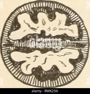 Elemente der Biologie; eine praktische Elemente der Biologie; ein praktisches Lehrbuch Korrelation von Botanik, Zoologie, und die menschliche Physiologie elementsofbiolog 00 Jagd Jahr: [1907] die Eichel, einer Mutter, in der die Hülle nur teilweise die Frucht deckt. Stockfoto