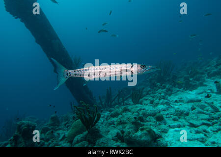 Eine einzelne Barracuda Schwimmen unter den Säulen der Salt Pier auf der tropischen Insel Bonaire in der Karibik Stockfoto