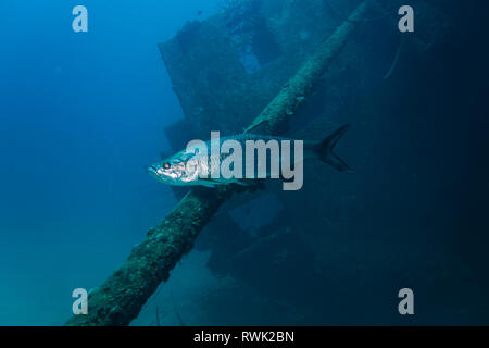 Eine glänzende Tarpon Gleiten durch das Wasser vor der Hilma Hooker Wrack auf der tropischen Riff der Insel Bonaire Stockfoto
