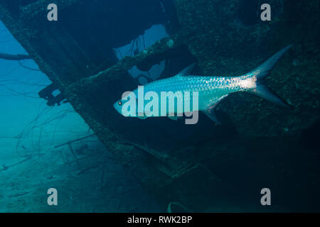 Eine glänzende Tarpon Schwimmen durch das Wasser vor der Brücke deck Der hilma Hooker Wrack auf tropischen Riff Bonaire Insel in der Karibik Stockfoto