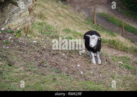 Schwarze Schafe mit weißem Gesicht und weißen Beinen vor der Kamera stehen auf der grünen Wiese am Hang Stockfoto