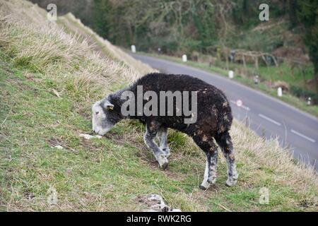 Schwarz (dunkel braun Wolle) Schaf mit weißem Gesicht und an den Beinen Streifen auf grünem Gras Hügel über eine Landstraße Stockfoto