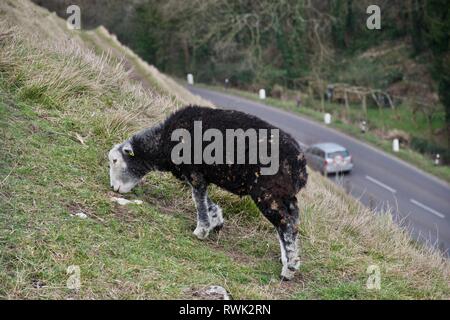 Schwarz (dunkel braun Wolle) Schaf mit weißem Gesicht und an den Beinen Streifen auf grünem Gras Hügel über eine Landstraße mit dem Auto entlang fahren Stockfoto