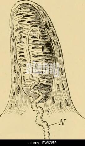 Elementare Lehrbuch der Zoologie, allgemeine Elementare Lehrbuch der Zoologie, Allgemeiner Teil und Besonderer Teil: protozoen elementarytextbo 00 clau Jahr Insecta: 1892 PRÜFER UND VISUELLE OEGAKS. 86 In der Primaten unter den Mammalia vorhanden Papille; in der Haut (besonders auf den ureas Oberfläche), in dem die Strukturen bekannt als Touch-Gremien, in denen die Beendigung der taktile Nerven, platziert werden (Abb. 82). Zusätzlich zu den allgemeinen Sensibilität und die taktile Empfindungen, die höheren Tiere besitzen, als besondere Form der Sensibilität, die Fähigkeit zur Unterscheidung verschiedener Temperaturen. Stockfoto