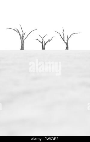 Deadvlei Bäume in den letzten Nachmittag Licht. Stockfoto